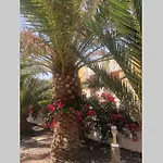 Apartment Summer Complex Amaya Fuerteventura *